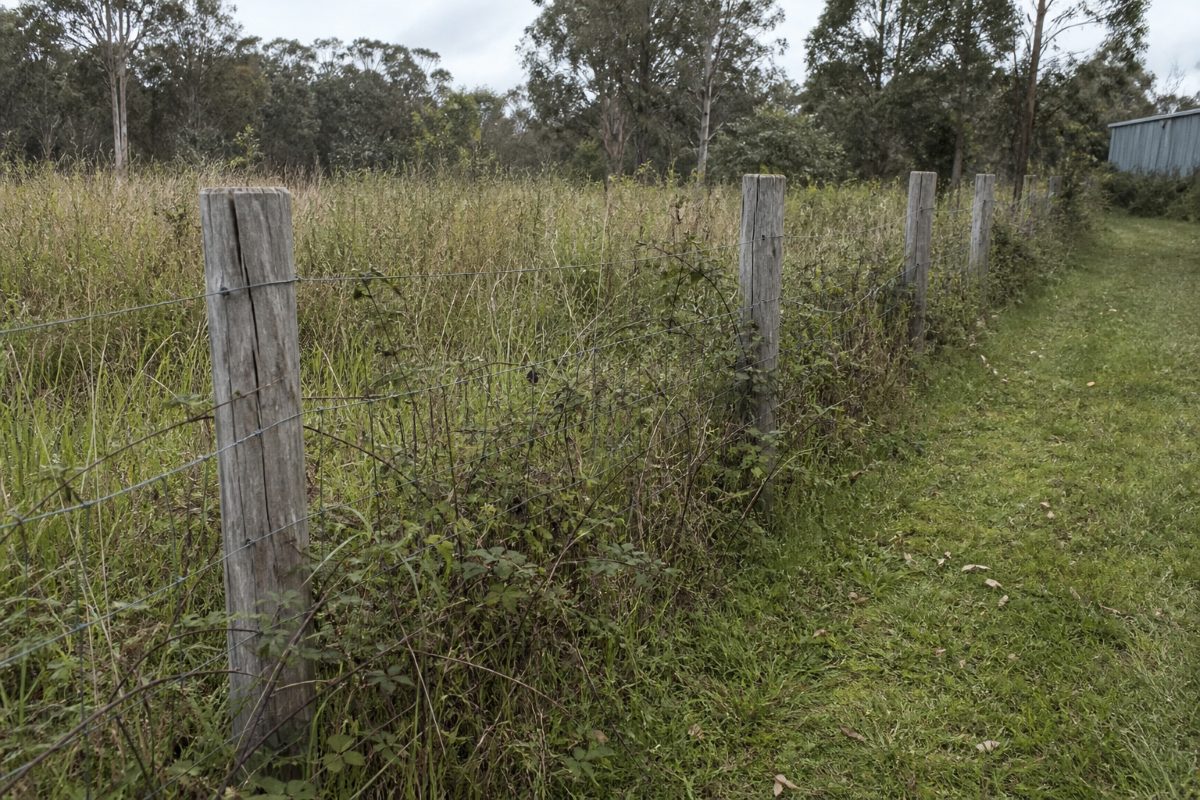 Blackberry regrowth climbing a wire fence line beside a paddock