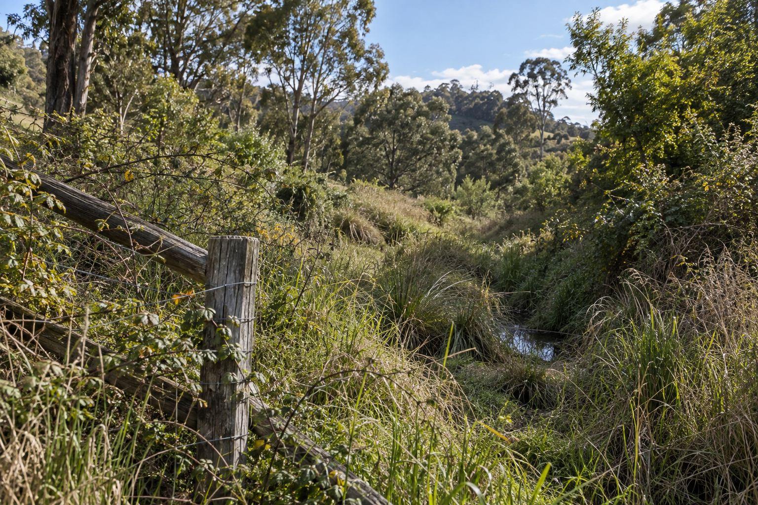 Wet gully and overgrown boundary on rural land
