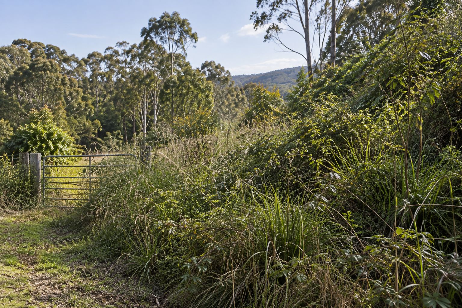 Dense hillside growth closing in around a gate