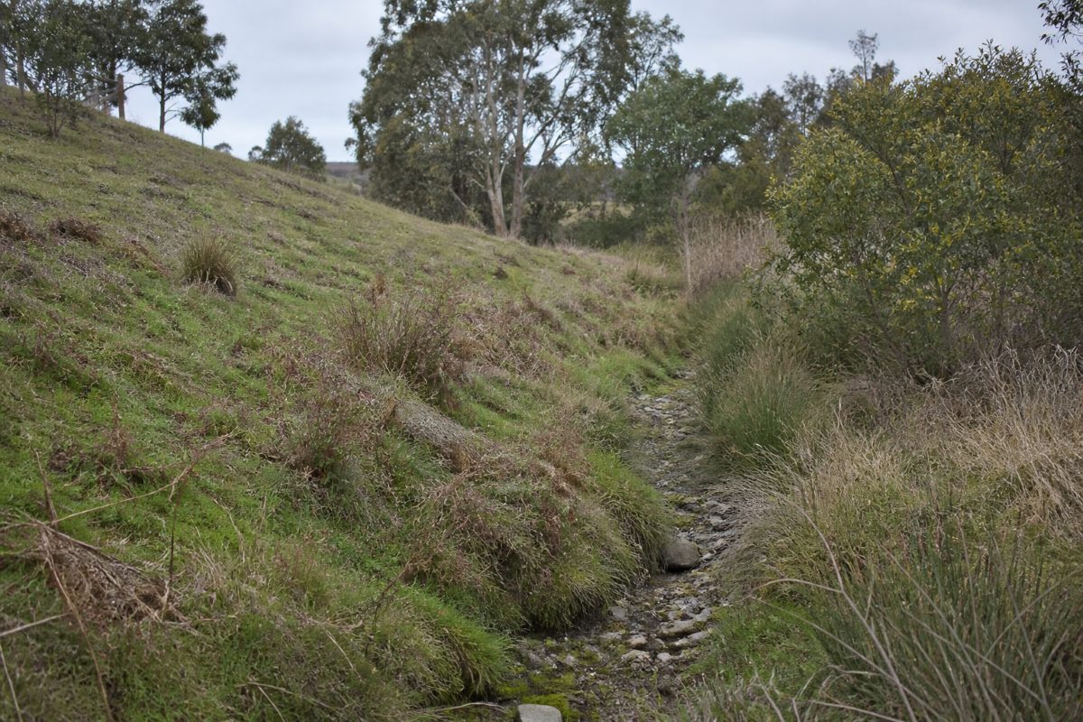 Overgrown drainage line running between a grassed bank and scrub